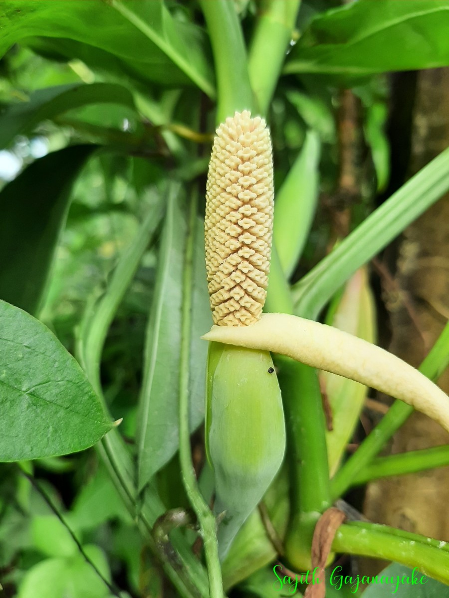 Syngonium angustatum Schott